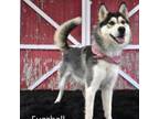 Adopt Fuzzball a Husky