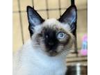 Adopt Febris a Domestic Short Hair, Siamese