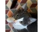 Adopt Flora a Domestic Short Hair