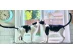 Adopt Gemma & Whimsy a Devon Rex, Domestic Short Hair