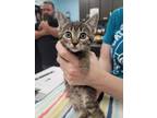 Adopt Vixie (orange collar) a Domestic Short Hair, Tabby