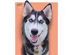 Adopt Akira a Siberian Husky, Mixed Breed