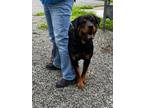 Adopt Nova Lee a Rottweiler