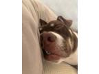 Adopt Dolly - fostered in Omaha a American Staffordshire Terrier