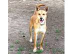 Adopt Bubbles a Shiba Inu, Canaan Dog