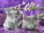 Ragdoll And Russian Blue Mix