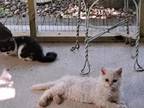 Tica Selkirk Rex Kittens