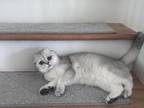 Scottish Fold Girl