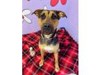 Adopt Tulip a German Shepherd Dog, Mixed Breed