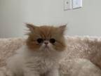 Persian Kitties Purebred