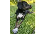 Adopt SHILOH a Beagle, Terrier