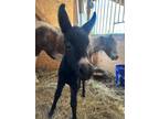 Mini Molly Mule - Sweetest Baby!! - Pre Selling
