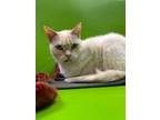 Adopt Harper a Domestic Short Hair
