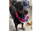 Adopt Tildy a Rottweiler