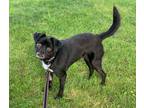 Adopt Kissy a Pug