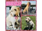 Adopt Whiskey a Labrador Retriever, Standard Poodle
