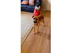Adopt Danica Patrick a Boxer, Australian Shepherd