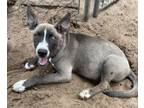 Adopt Akira a Husky, Border Collie