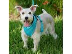 Adopt Mia Marie a Schnauzer