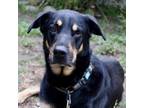 Adopt Teddy a Doberman Pinscher