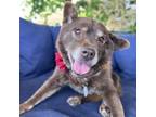 Adopt Pixie Chick a Chow Chow