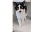 Adopt Izzy a Domestic Short Hair
