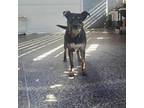 Adopt Thalia a Miniature Pinscher