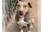 Catahoula Leopard Dog Mix DOG FOR ADOPTION RGADN-1087718 - BamBam *Adopt or