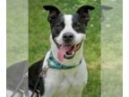 Border Collie DOG FOR ADOPTION RGADN-1088375 - Kubo Lonestar - Border Collie /