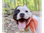 American Pit Bull Terrier Mix DOG FOR ADOPTION RGADN-1088866 - Buddy 2 - Pit
