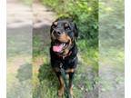 Rottweiler DOG FOR ADOPTION RGADN-1089702 - Pickles - Rottweiler Dog For