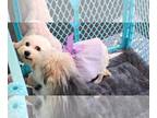 Cavachon DOG FOR ADOPTION RGADN-1090426 - Ilene - Cavalier King Charles Spaniel