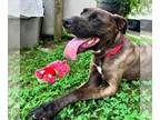 Great Dane Mix DOG FOR ADOPTION RGADN-1090763 - Banks - Great Dane / Mixed