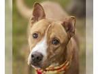 Carolina Dog DOG FOR ADOPTION RGADN-1090784 - RAULIE - Carolina Dog (medium