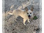 Red Heeler Mix DOG FOR ADOPTION RGADN-1092663 - Heiflee - Red Heeler / Mixed