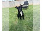 American Staffordshire Terrier-Boston Terrier Mix DOG FOR ADOPTION RGADN-1094919
