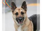 German Shepherd Dog DOG FOR ADOPTION RGADN-1096205 - ZARDU - German Shepherd Dog