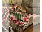 Labrador Retriever Mix DOG FOR ADOPTION RGADN-1097411 - Skye - Shepherd /