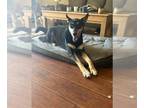 Australian Kelpie Mix DOG FOR ADOPTION RGADN-1101466 - Kevan - Australian Kelpie