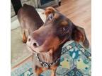 Adopt Daphne a Doberman Pinscher