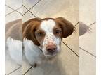 Brittany DOG FOR ADOPTION RGADN-1259843 - GA/(NJ)Remy - Brittany (medium coat)
