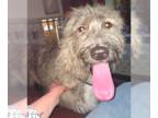 German Shepherd Dog Mix DOG FOR ADOPTION RGADN-1259853 - Toast - German Shepherd