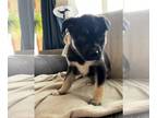 Huskies Mix DOG FOR ADOPTION RGADN-1259855 - Meg - Husky / Mixed (medium coat)