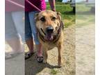 German Shepherd Dog Mix DOG FOR ADOPTION RGADN-1259862 - MARY V - German