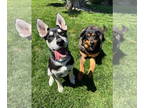 American Staffordshire Terrier-Siberian Husky Mix DOG FOR ADOPTION RGADN-1259900