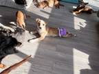 Adopt Casey a Beagle