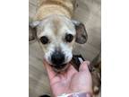 Adopt Neema a Beagle