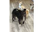 Adopt Biscuit a Cairn Terrier