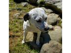 Adopt Lala a Australian Cattle Dog / Blue Heeler, Mixed Breed