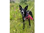 Adopt Trinks a Cattle Dog, Australian Cattle Dog / Blue Heeler